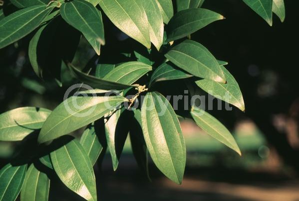 Yellow blooms; Evergreen