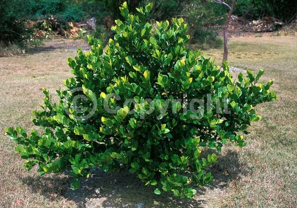 White blooms; Evergreen; Semi-evergreen; Broadleaf; North American Native