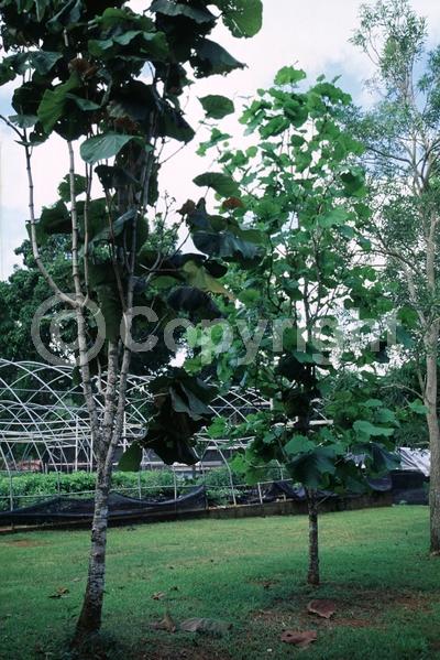 White blooms; Evergreen; Broadleaf