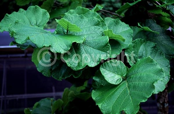 White blooms; Evergreen; Broadleaf