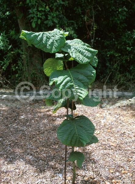 Red blooms; Evergreen; Broadleaf; North American Native
