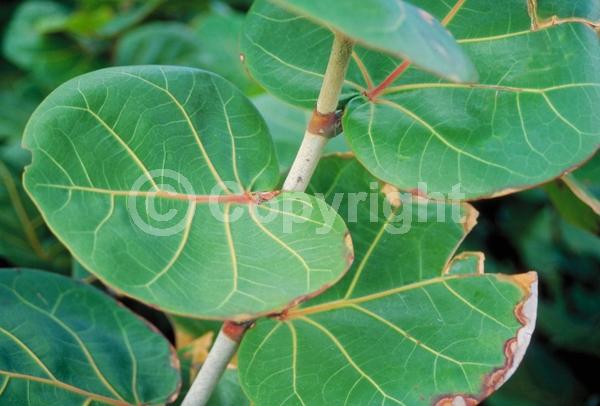 White blooms; Evergreen; Broadleaf; North American Native