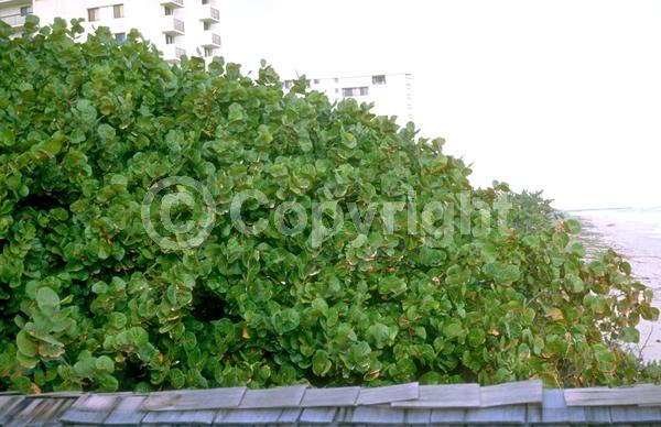 White blooms; Evergreen; Broadleaf; North American Native