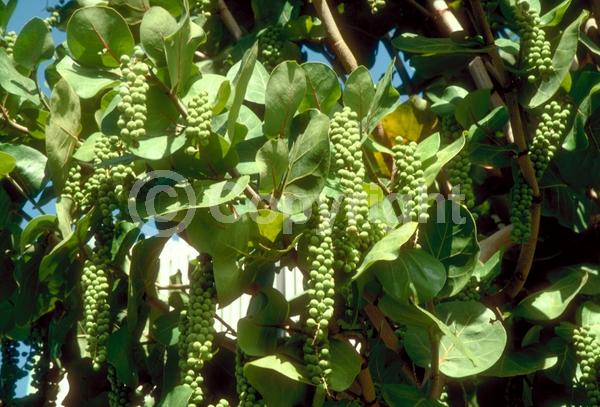 White blooms; Evergreen; Broadleaf; North American Native
