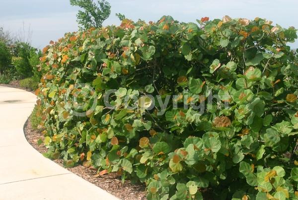 White blooms; Evergreen; Broadleaf; North American Native