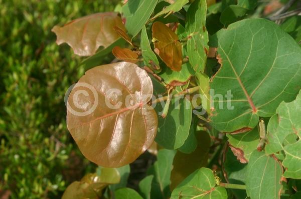 White blooms; Evergreen; Broadleaf; North American Native
