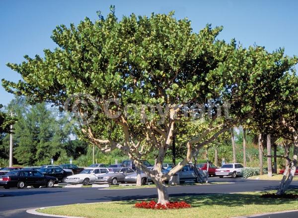 White blooms; Evergreen; Broadleaf; North American Native