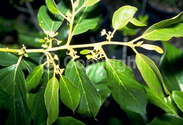 Yellow blooms; White blooms; Evergreen; Needles or needle-like leaf; North American Native