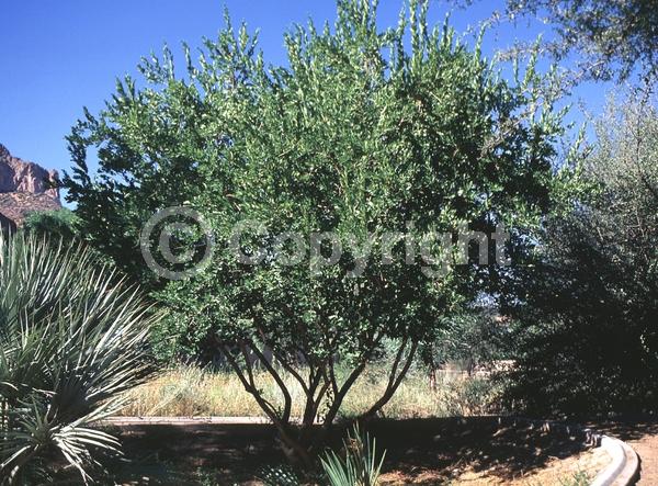 Yellow blooms; White blooms; Evergreen; Broadleaf