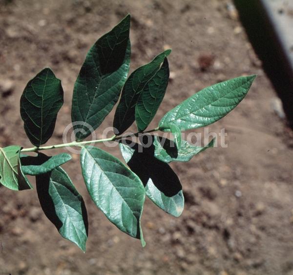 Yellow blooms; White blooms; Evergreen; Broadleaf