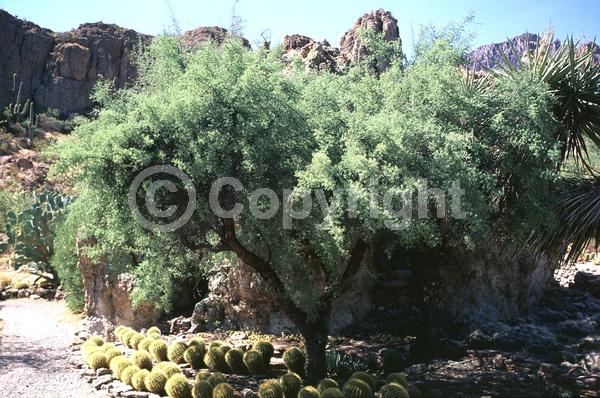 Yellow blooms; White blooms; Evergreen; North American Native