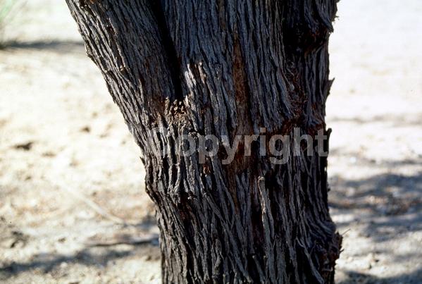 Yellow blooms; White blooms; Evergreen; North American Native