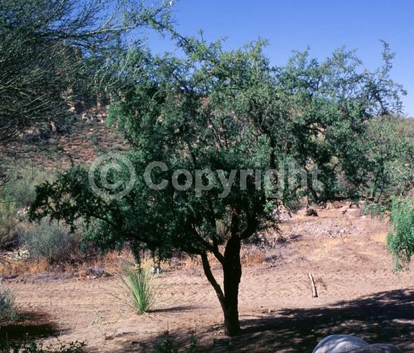 Yellow blooms; White blooms; Evergreen; North American Native