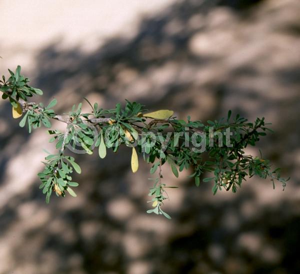 Yellow blooms; White blooms; Evergreen; North American Native