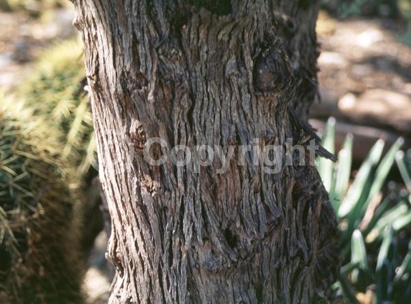 Yellow blooms; White blooms; Evergreen; North American Native