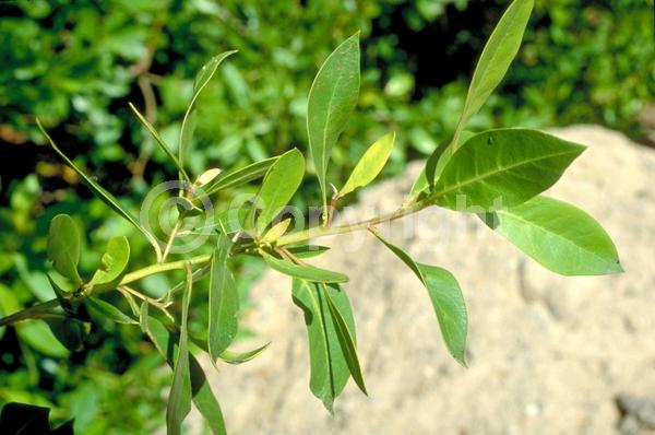 Purple blooms; White blooms; Evergreen; Needles or needle-like leaf; North American Native