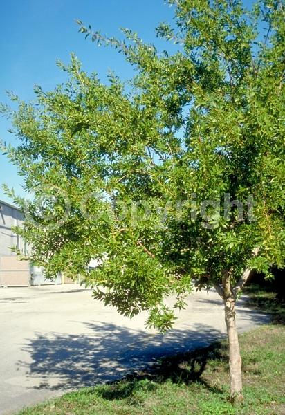 Purple blooms; White blooms; Evergreen; Needles or needle-like leaf; North American Native