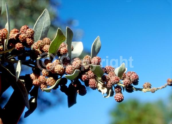 Purple blooms; White blooms; Evergreen; Needles or needle-like leaf; North American Native