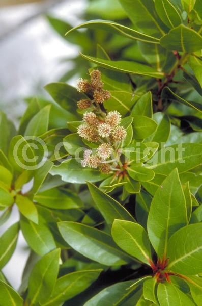 Purple blooms; White blooms; Evergreen; Needles or needle-like leaf; North American Native
