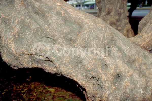 Purple blooms; White blooms; Evergreen; Needles or needle-like leaf; North American Native