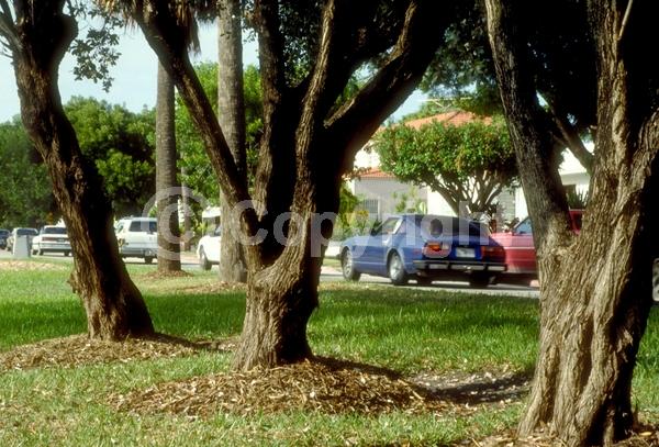 Purple blooms; White blooms; Evergreen; Needles or needle-like leaf; North American Native