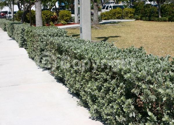 Purple blooms; White blooms; Evergreen; Needles or needle-like leaf; North American Native