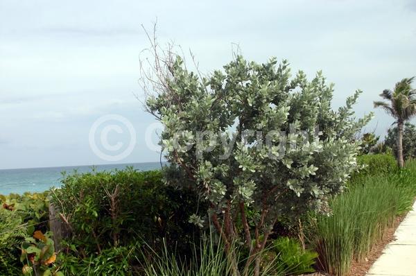 Purple blooms; White blooms; Evergreen; Needles or needle-like leaf; North American Native