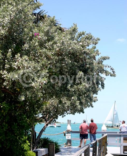 Purple blooms; White blooms; Evergreen; Needles or needle-like leaf; North American Native