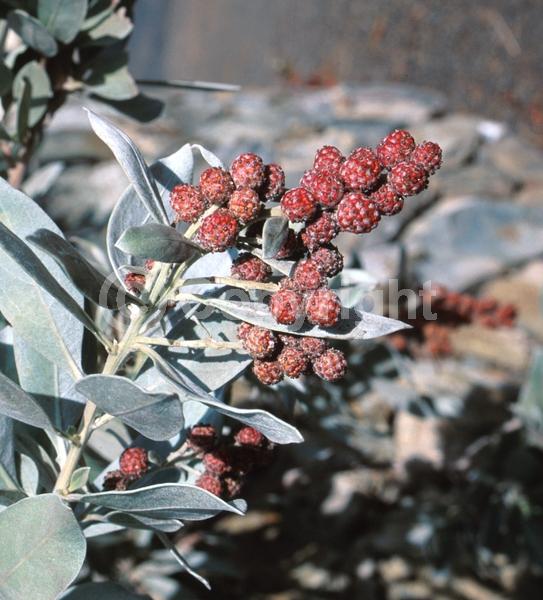 Purple blooms; White blooms; Evergreen; Needles or needle-like leaf; North American Native