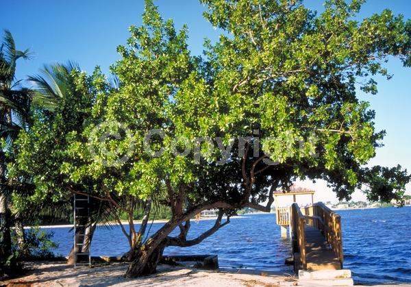 Purple blooms; White blooms; Evergreen; Needles or needle-like leaf; North American Native