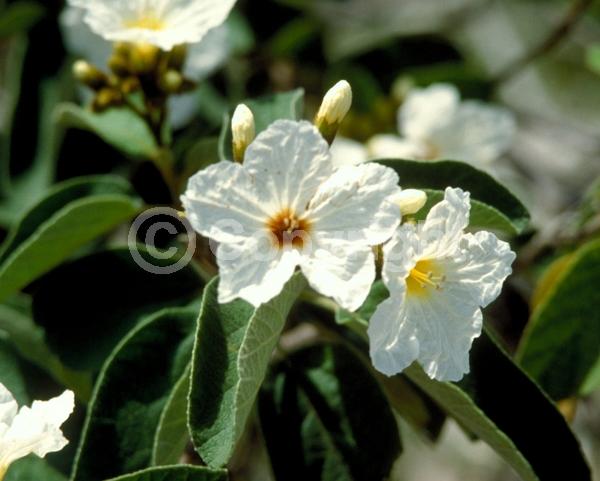 White blooms; Evergreen; Broadleaf; North American Native