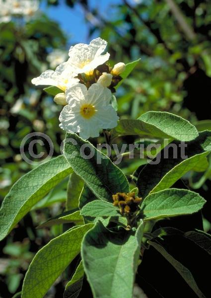 White blooms; Evergreen; Broadleaf; North American Native