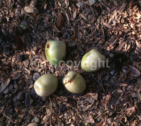 White blooms; Evergreen; Broadleaf; North American Native