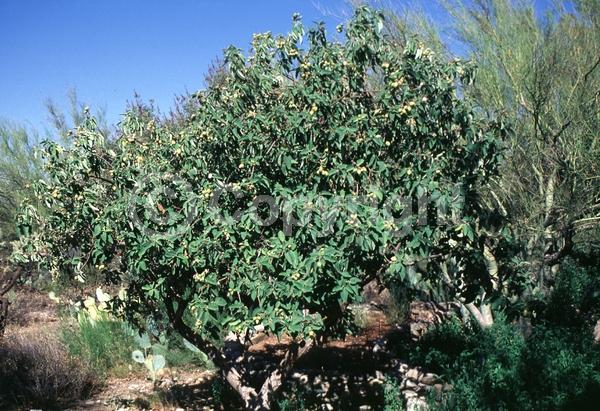 White blooms; Evergreen; Broadleaf; North American Native