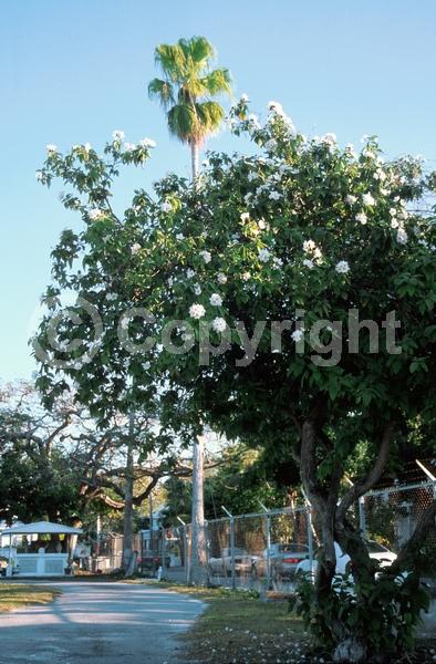 White blooms; Evergreen; Broadleaf; North American Native