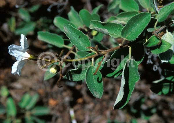 White blooms; Evergreen; Broadleaf; North American Native