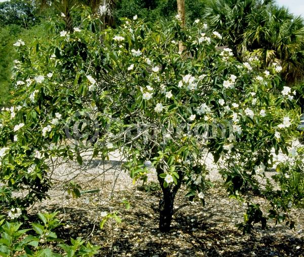 White blooms; Evergreen; Broadleaf; North American Native