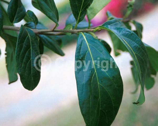 Evergreen; Broadleaf