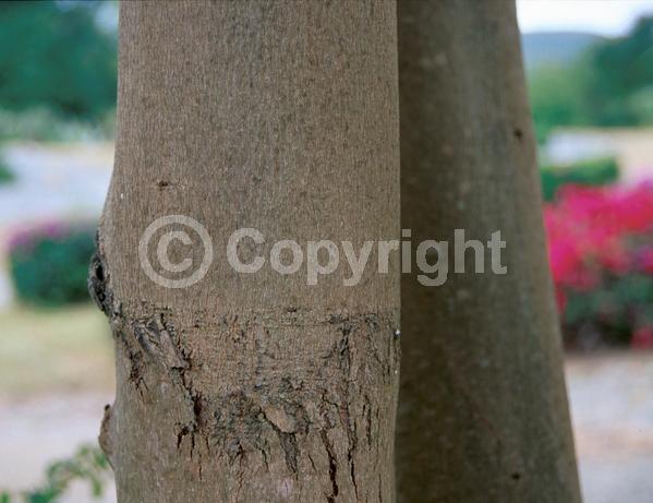 Evergreen; Broadleaf