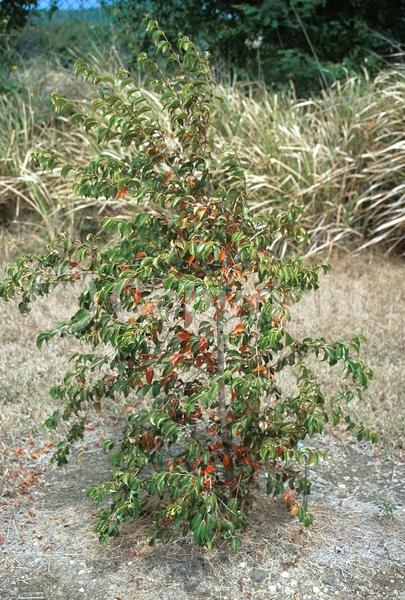 Orange blooms; Semi-evergreen; Deciduous; Broadleaf; 