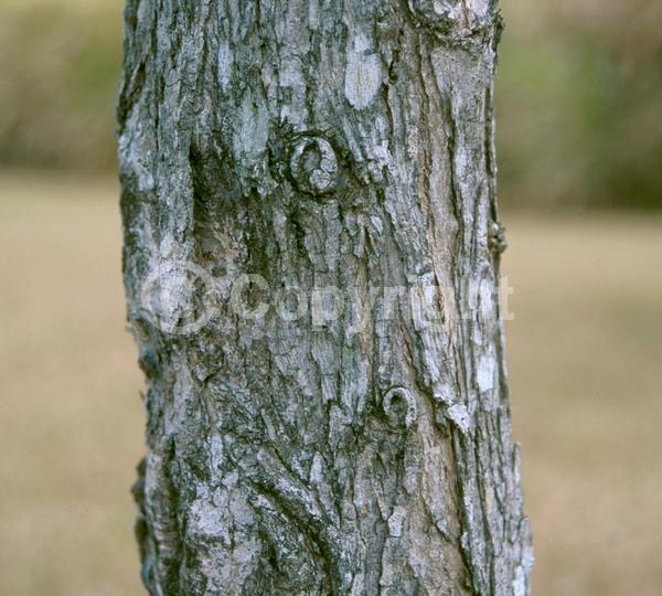 Orange blooms; Semi-evergreen; Deciduous; Broadleaf; 