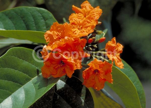 Orange blooms; Evergreen; Broadleaf