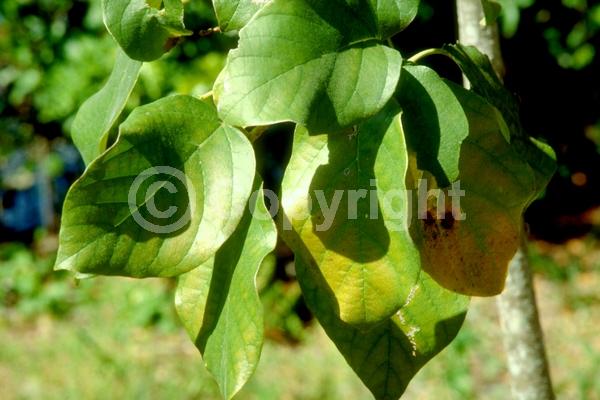 Orange blooms; Evergreen; Broadleaf