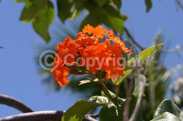 Orange blooms; Evergreen; Broadleaf