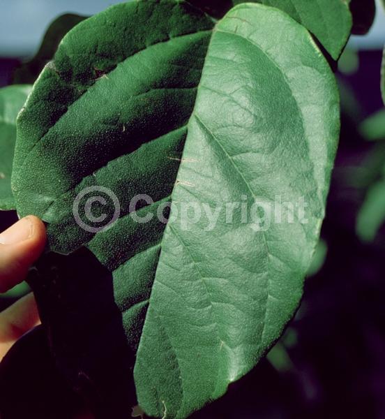 Orange blooms; Evergreen; Broadleaf