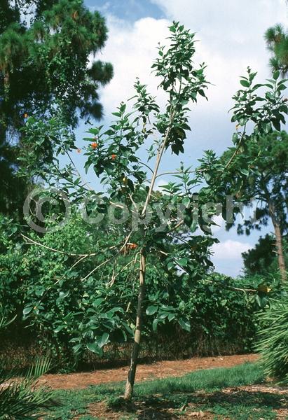 Orange blooms; Evergreen; Broadleaf