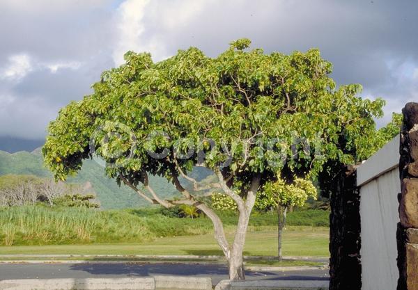 Orange blooms; Evergreen; Broadleaf