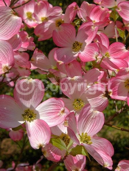 Red blooms; Deciduous; Broadleaf; North American Native