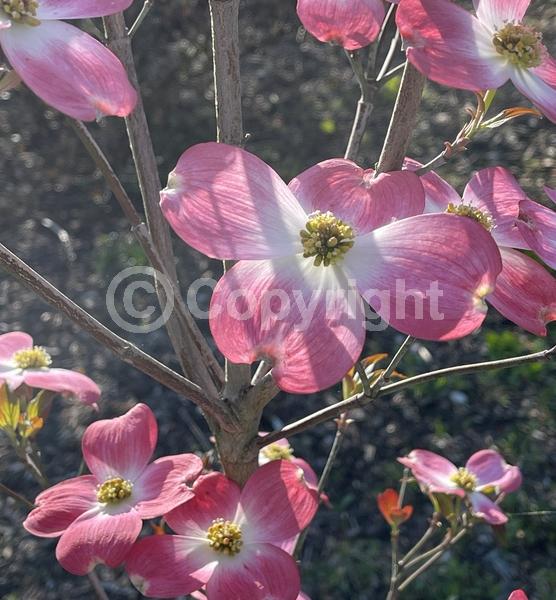 Pink blooms; Deciduous; North American Native