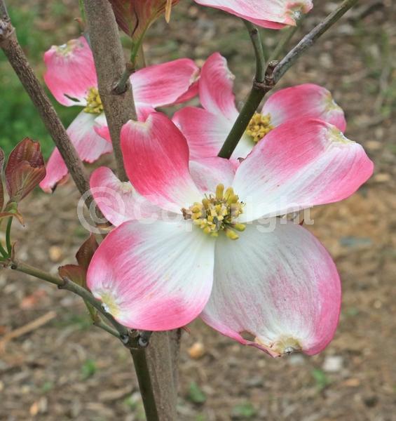 Pink blooms; Deciduous; North American Native